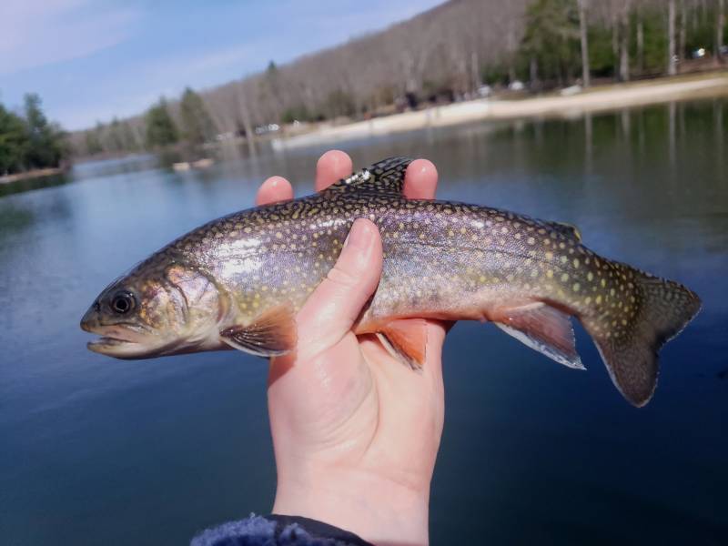 Brook trout in Huntingdon County
