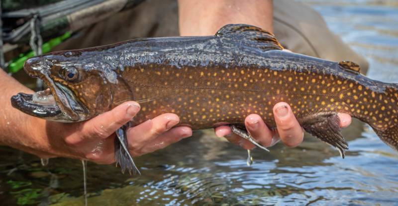 Brook trout in Woodfin