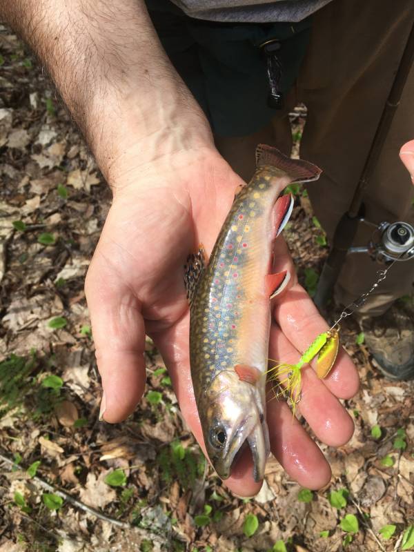 Bull trout in Grove City