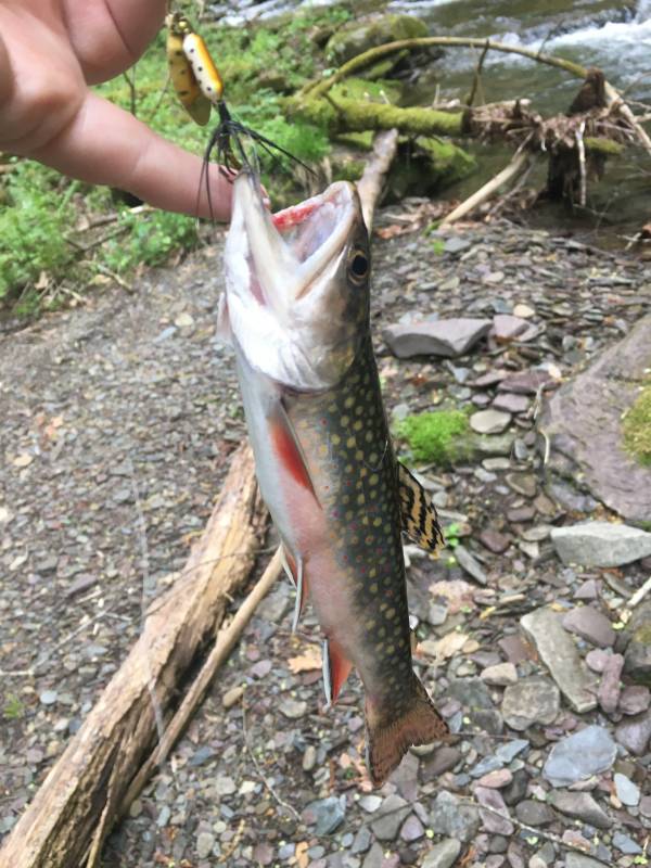 Brook trout in Wellsboro