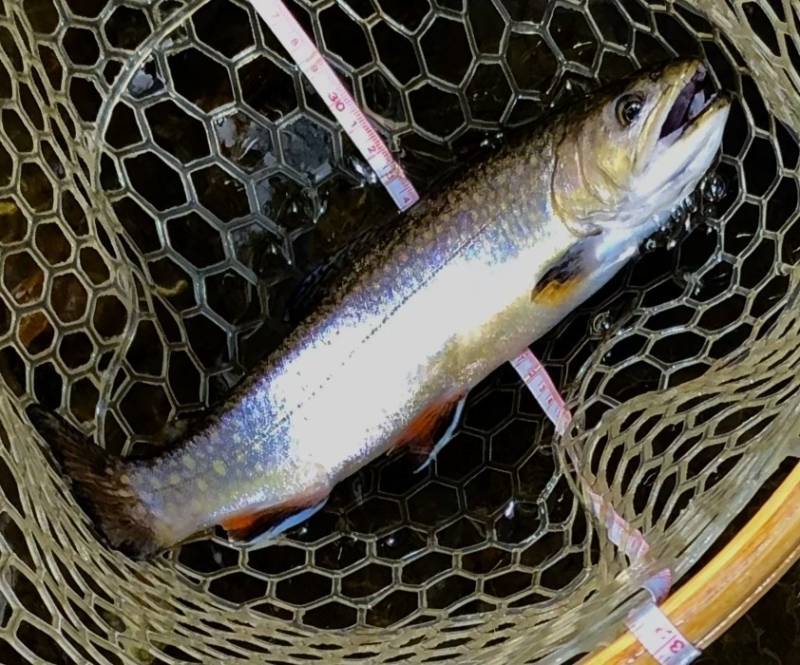 Brook trout in Glen Alpine