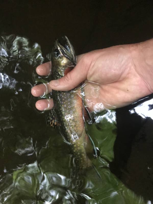 Brook trout in Glen Alpine