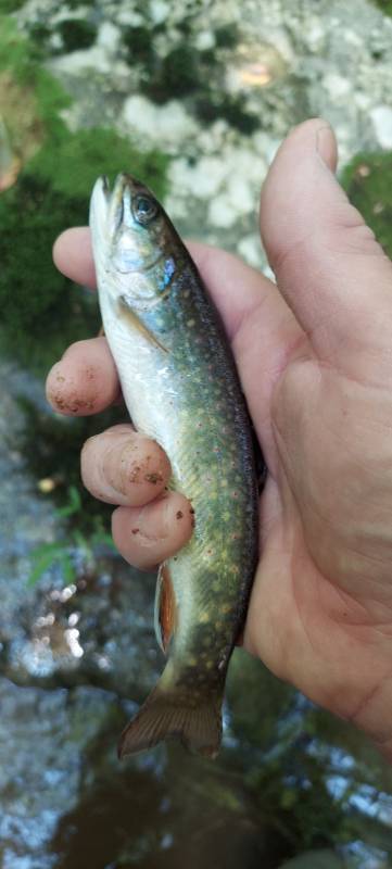 Brook trout in Staunton