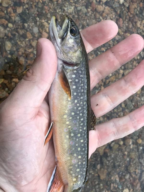 Brook trout in Estes Park