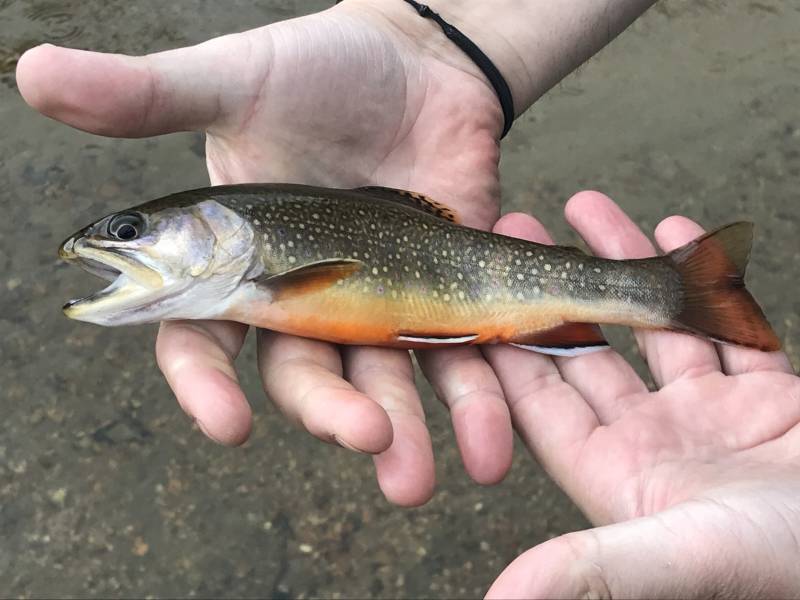 Brook trout in Estes Park