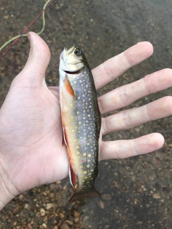 Brook trout in Estes Park