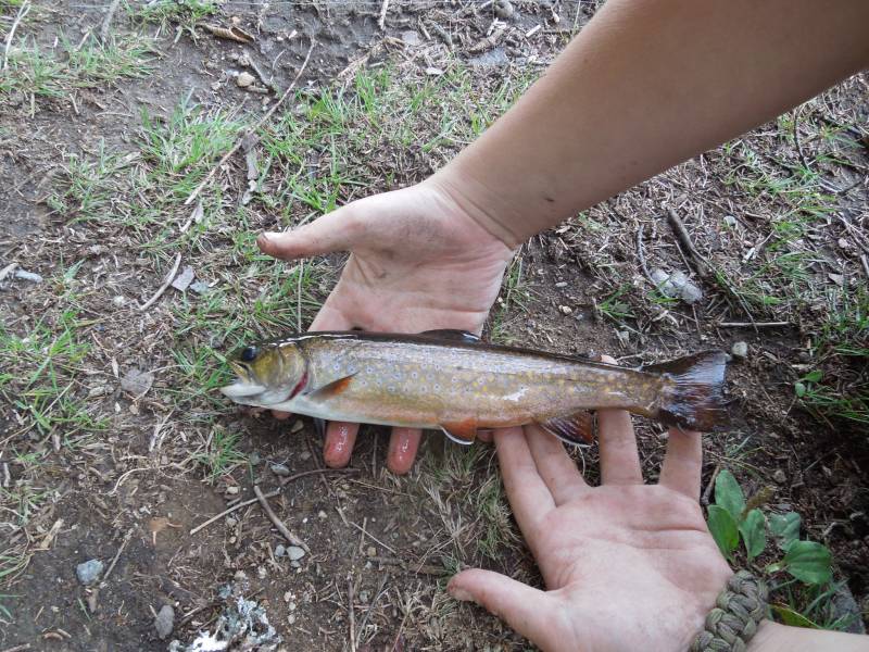 Brook trout in Belfast