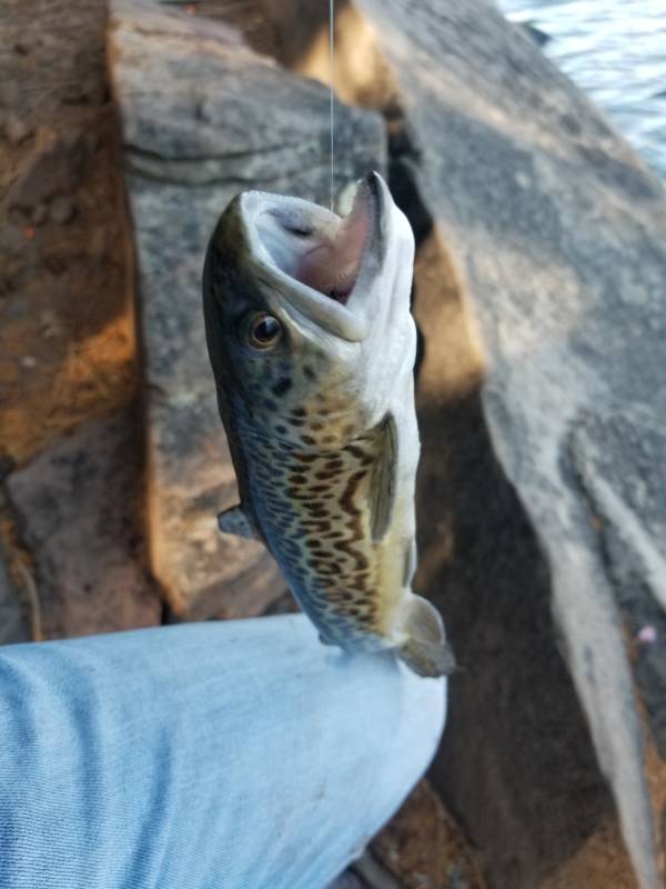 Tiger trout in Arizona
