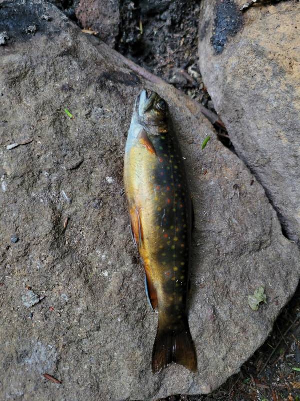 Brook trout in Tamaqua