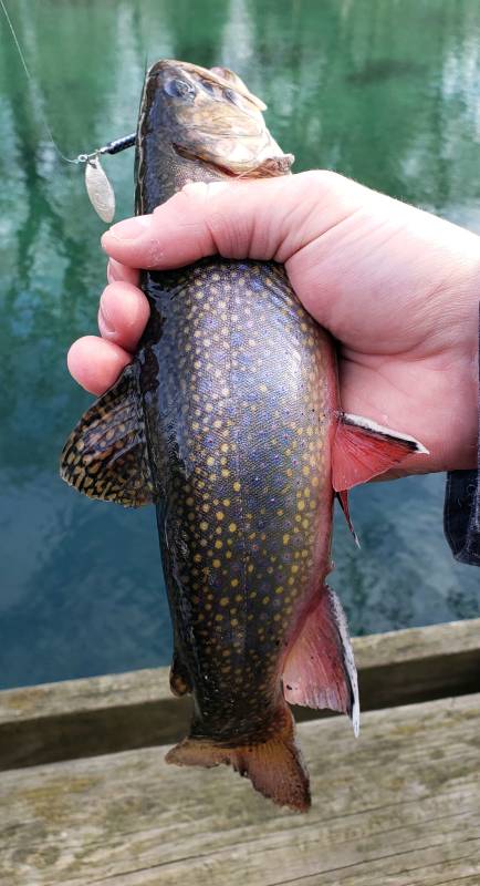 Brook trout in Franklin