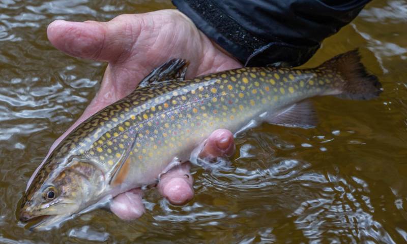 Brook trout in Woodfin