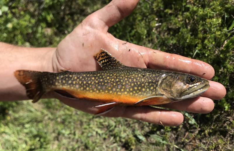 Brook trout in Kremmling