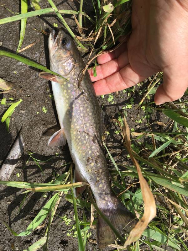 Brook trout in Girard