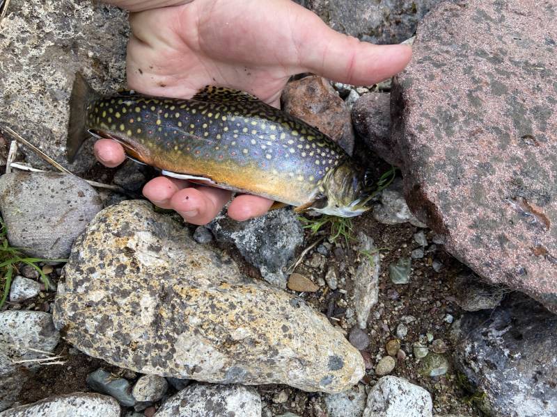Brook trout in Carbondale