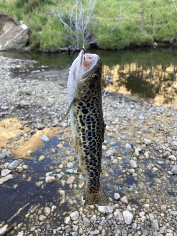 Brown trout in Elko