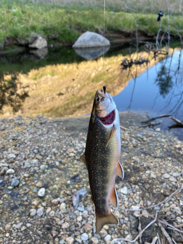 Brook trout in Elko