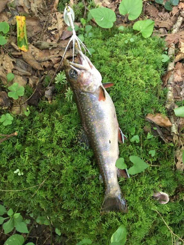 Brook trout in Chautauqua