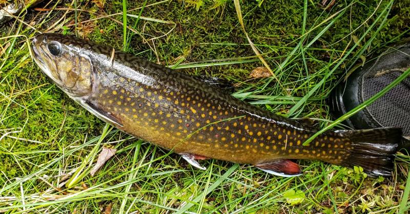 Brook trout in Wisconsin