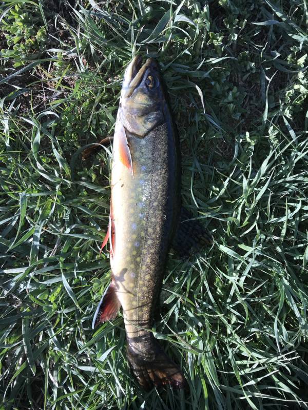 Brook trout in Utah