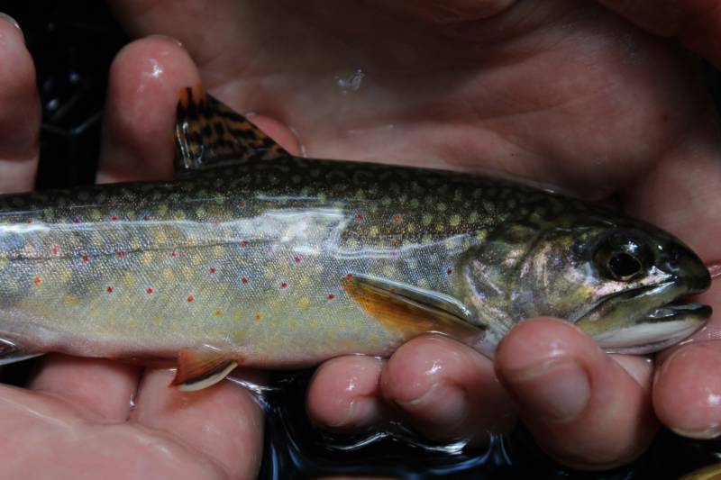 Brook trout in Harrisonburg