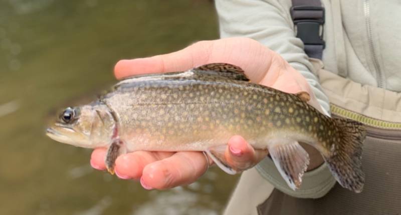 Brook trout in Drexel