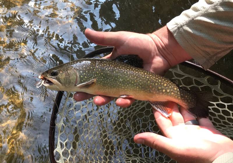 Brook trout in Drexel
