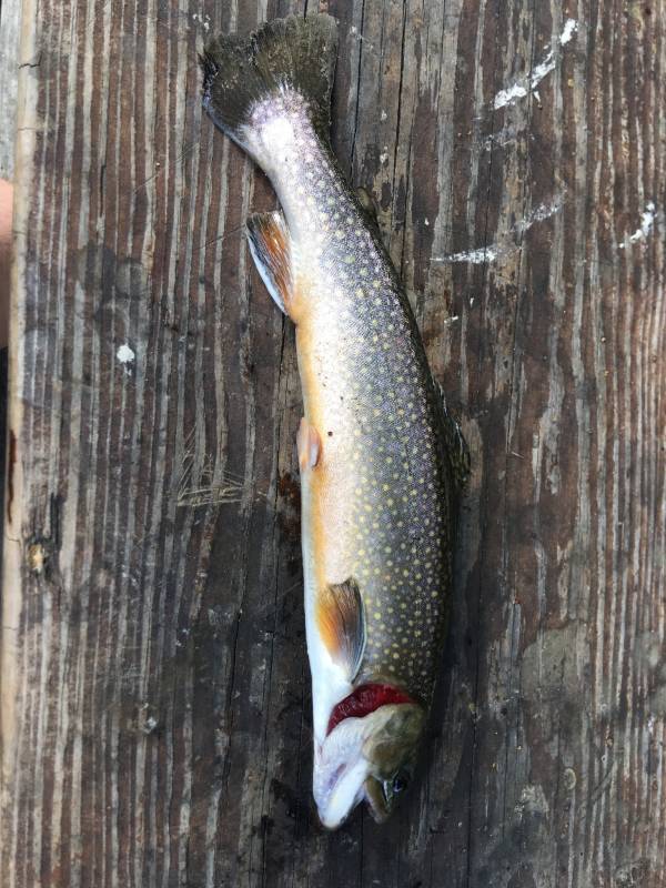 Brook trout in Fifty-Six