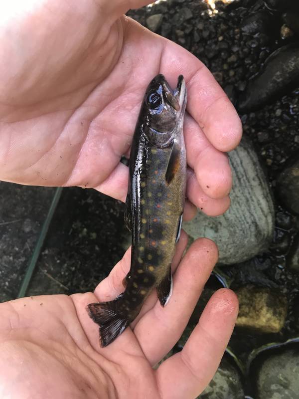 Brook trout in Maine