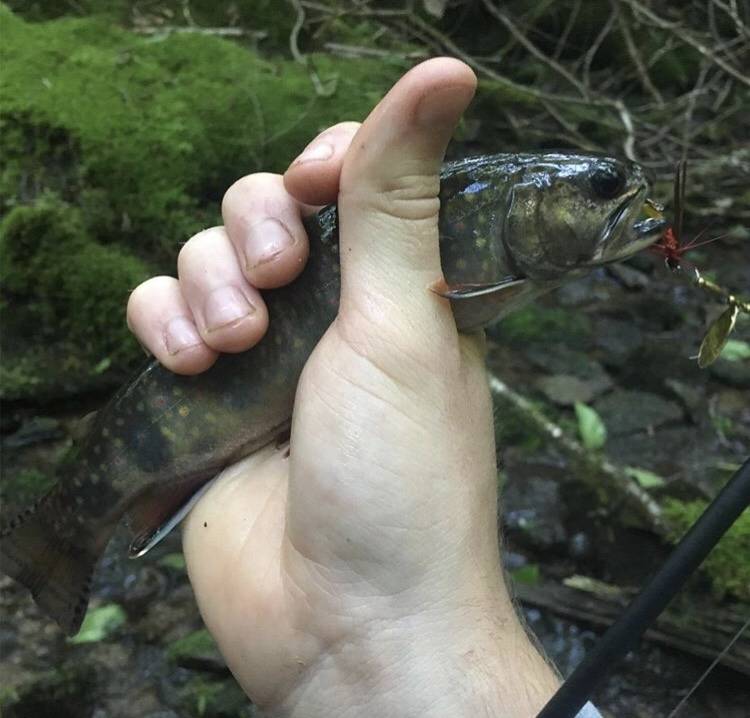Brook trout in Drexel