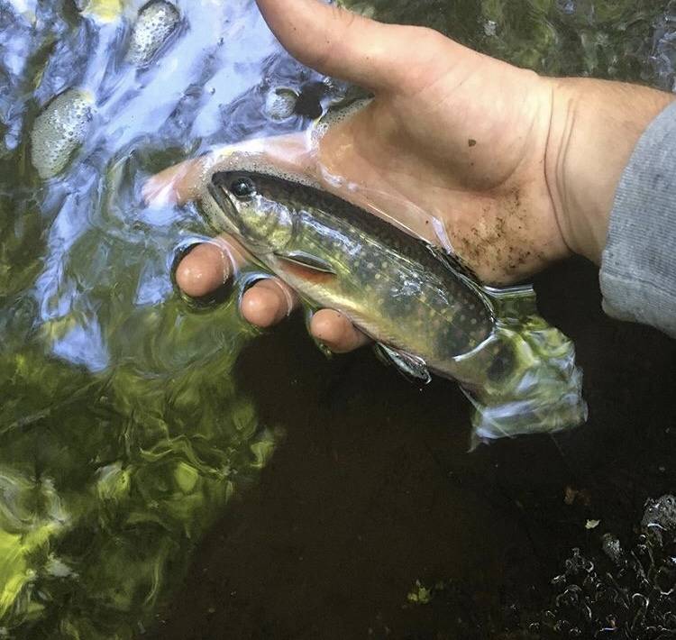Brook trout in Drexel