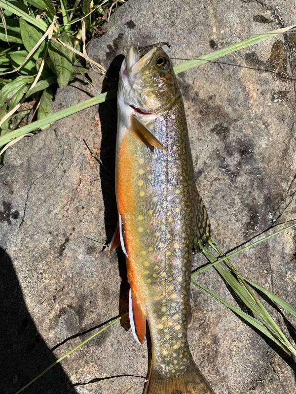 Brook trout in Applewood