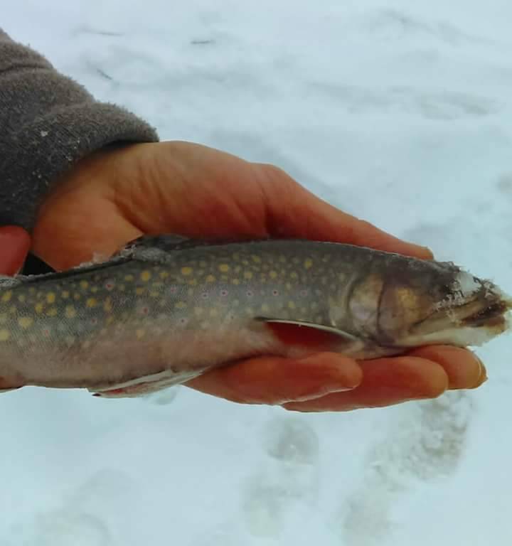Brook trout in Minnesota