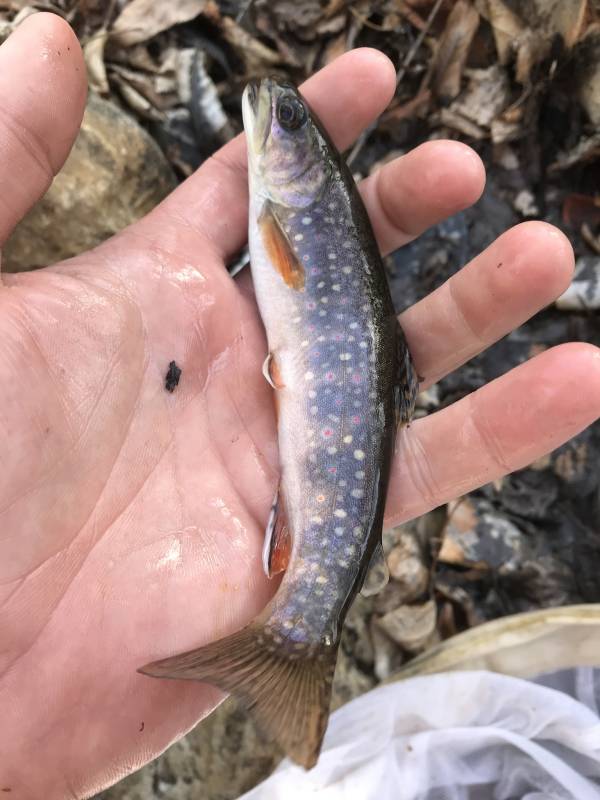 Brook trout in Utah