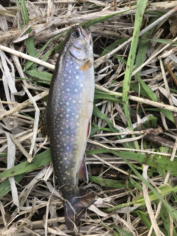 Brook trout in Utah