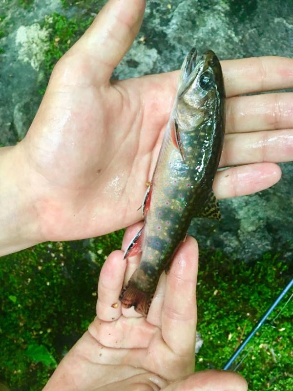 Brook trout in Drexel