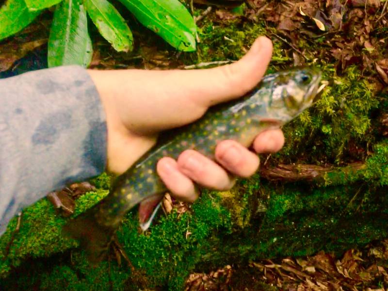 Brook trout in Drexel