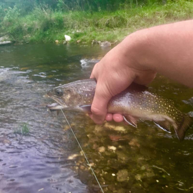 Brook trout in Boonville