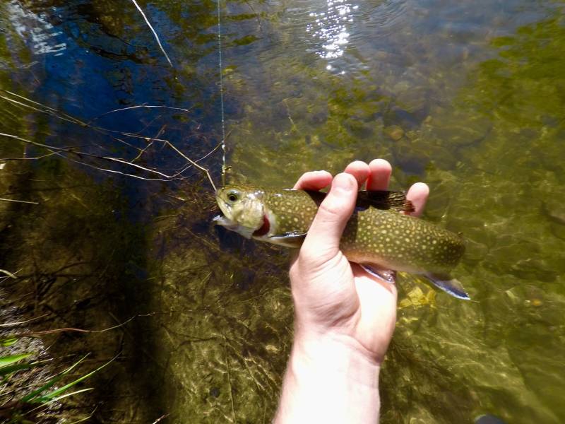 Brook trout in Boonville