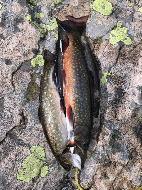 Brook trout in Utah