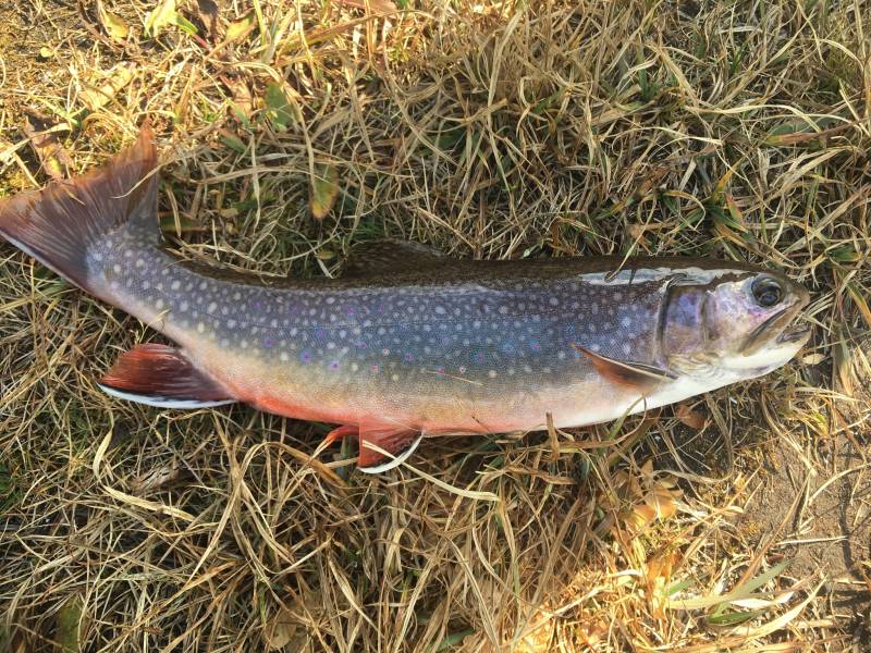 Brook trout in Summit County