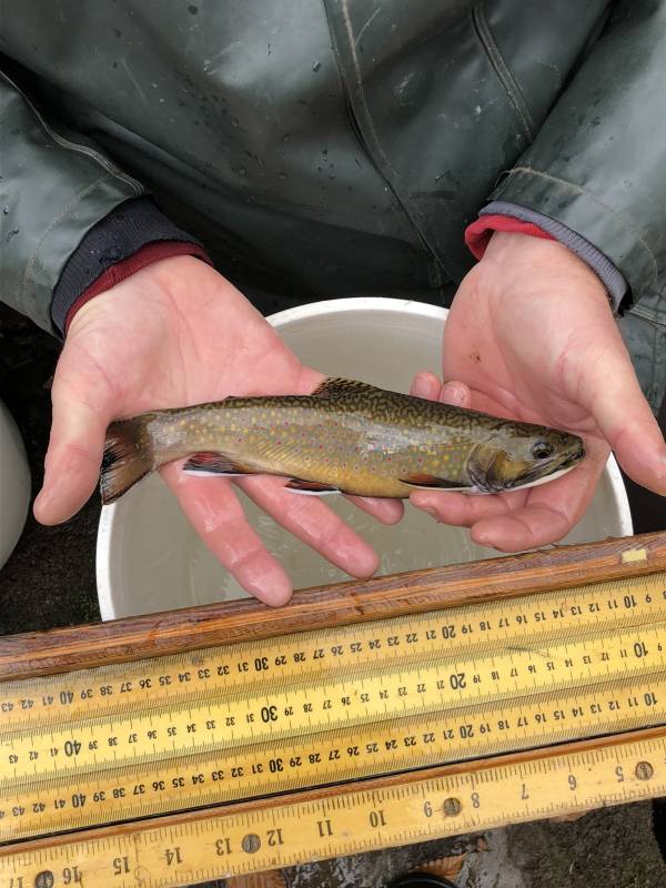 Brook trout in Honesdale