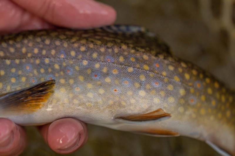 Brook trout in Gatlinburg