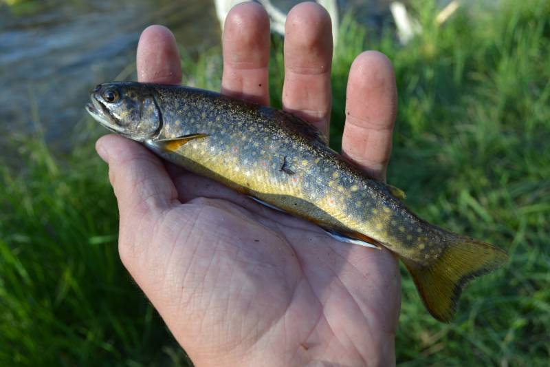 Brook trout in Wyoming