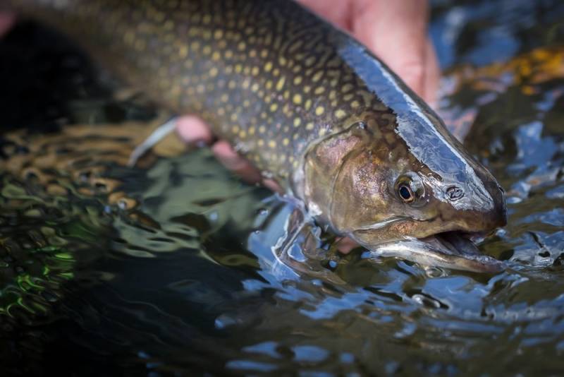 Brook trout in Sylva