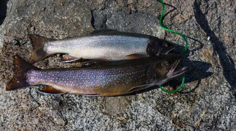Brook trout in Mammoth Lakes
