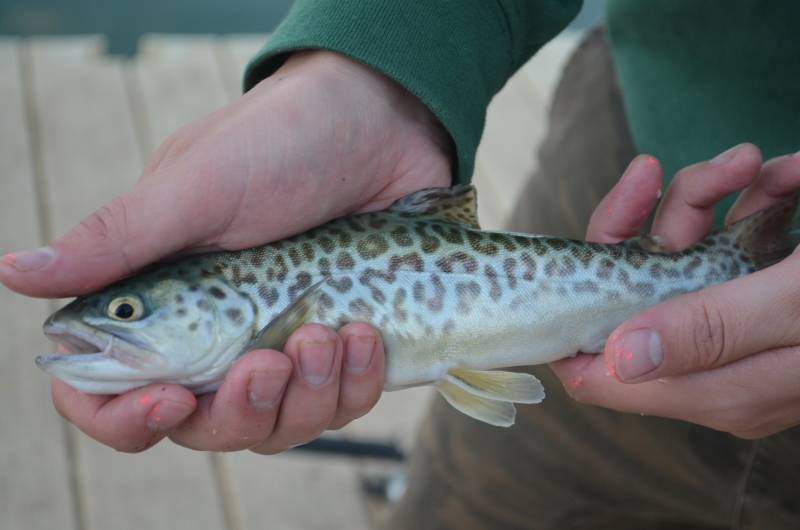 Tiger trout in Utah