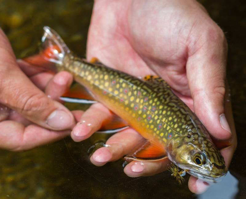 Brook trout in Bent Creek
