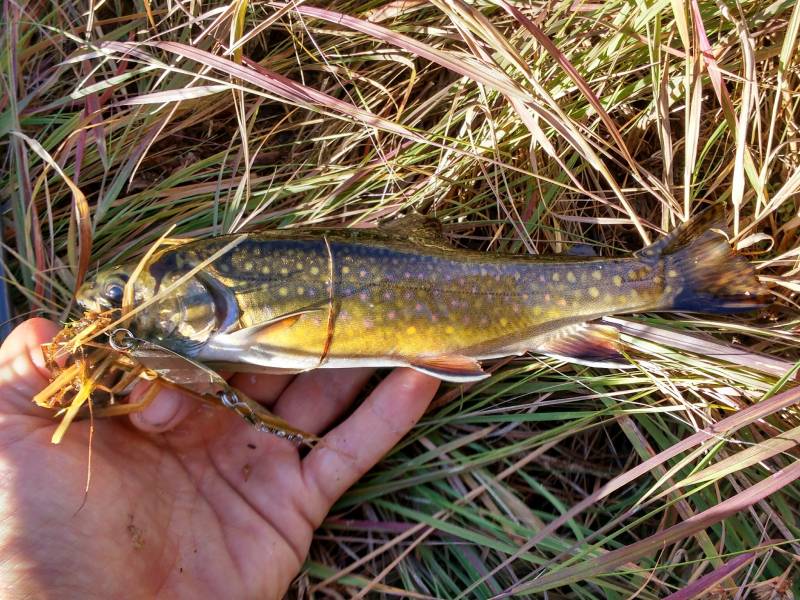 Brook trout in California