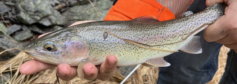 Rainbow trout in Sutter Creek