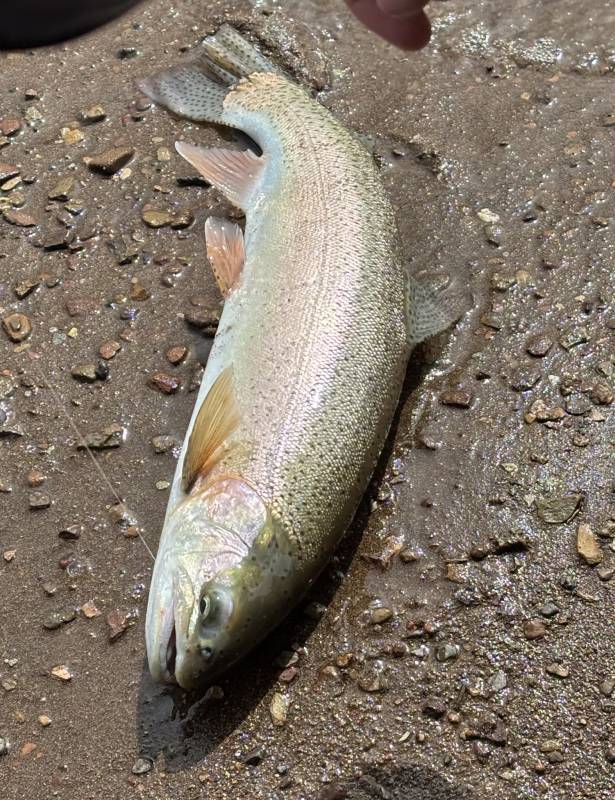 Rainbow trout in Susanville